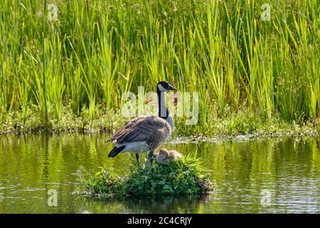 Canada Goose sul suo nido con due pulcini recentemente hatched, UN nido costruito sull'acqua, i gossings gialli morbidi Foto Stock