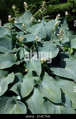 Hosta sieboldiana - Angelo Azzurro Foto Stock