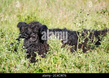 Primo piano di una mucca nera di bestiame delle Highland sta mangiando in erba molto alta. I bovini vengono in colori diversi e questo è un esempio di un nero rivestito Foto Stock