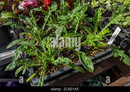 Primo piano di tenere giovani piante da letto di gazania che crescono in moduli di plastica nella serra in primavera Inghilterra Regno Unito GB Gran Bretagna Foto Stock