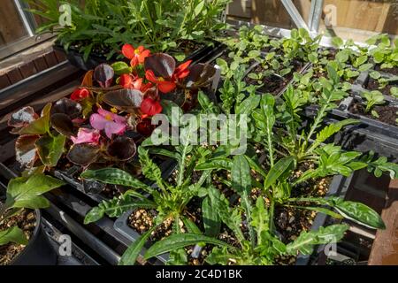Primo piano di giovani piante di gazania e begonia che crescono in moduli di plastica in serra in primavera Inghilterra Regno Unito Gran Bretagna Foto Stock