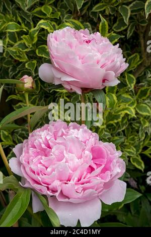 Primo piano di peonie rosa fiori di peonia fiori fioriti in cottage giardino bordo fioriera in estate Inghilterra Regno Unito Regno Unito Gran Bretagna Gran Bretagna Foto Stock