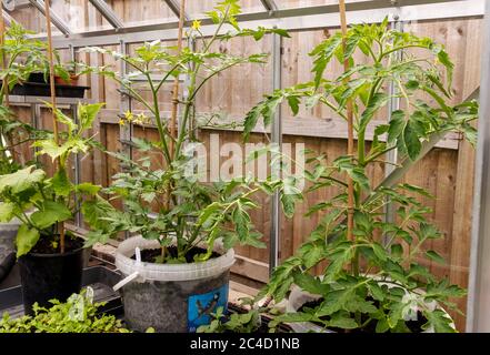 Piante di pomodori e cetrioli che crescono in una serra d'estate Inghilterra Regno Unito GB Gran Bretagna Foto Stock