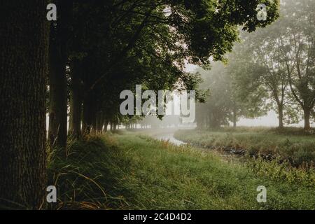 La curva del fiume che scorre tra file di alberi verdi decidui durante la nebbiosa mattina estiva con luce dell'alba Foto Stock