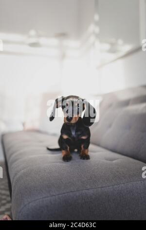 Fuoco selettivo verticale di un cane Dachshund seduto un lettino grigio Foto Stock