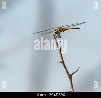 Fuoco selettivo di un drago volare sullo stelo Foto Stock