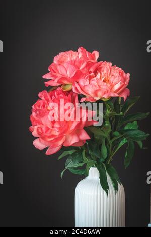 Primo piano di peonie coralline in un vaso su sfondo nero Foto Stock