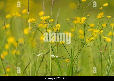 Coppette e fiori selvatici in un prato a Muker in Upper Swaledale, le Yorkshire Dales, Regno Unito. Foto Stock