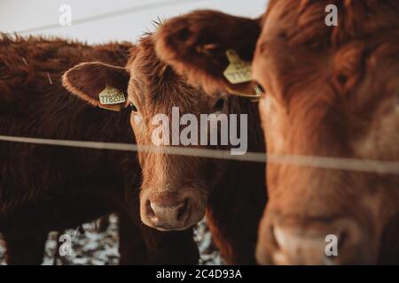 Marrone forry Cow nascosto dietro l'orecchio di un'altra mucca, entrambi stanno fissando direttamente alla macchina fotografica dietro la recinzione Foto Stock