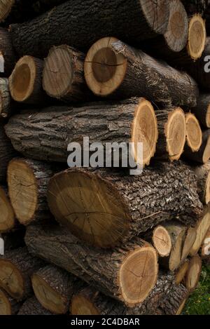 Pila di legno, pila di legno, Italia Foto Stock