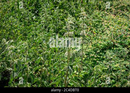 Letto di nettle in un parco di campagna Foto Stock