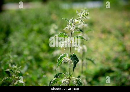 Letto di nettle in un parco di campagna Foto Stock