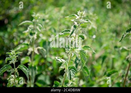 Letto di nettle in un parco di campagna Foto Stock