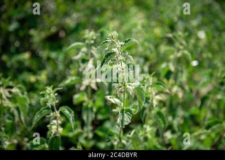 Letto di nettle in un parco di campagna Foto Stock