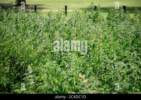 Letto di nettle in un parco di campagna Foto Stock