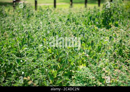 Letto di nettle in un parco di campagna Foto Stock