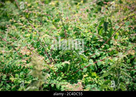 Letto di nettle in un parco di campagna Foto Stock