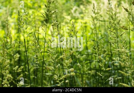 Stalks di erba, Poaceae o Graminae, andato seminare con uno sfondo di foresta a Speedwell Forge Park, Lancaster County, Pennsylvania Foto Stock