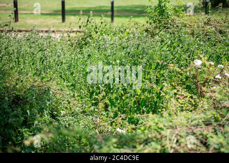 Letto di nettle in un parco di campagna Foto Stock