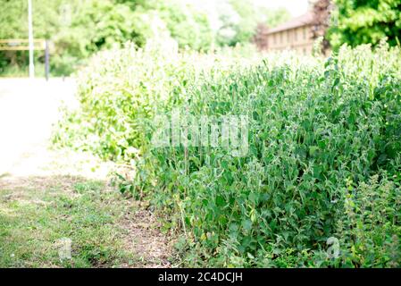 Letto di nettle in un parco di campagna Foto Stock