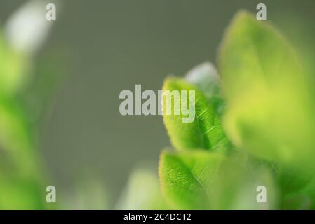 Macro mirtilli selvatici che crescono in natura con foglie verdi, macro sfondo Foto Stock