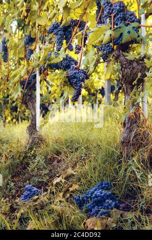 Vendemmia verde nella vigna del Barolo (Langhe Italia), con grappoli di nebbiolo tagliati per migliorare la qualità delle uve rimanenti Foto Stock