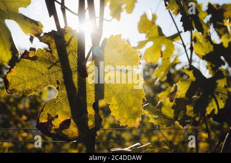 Il vitigno Nebbiolo parte dopo l'autunno e viene raccolto nei vigneti del Barolo Langhe, in Piemonte, il più importante e famoso quartiere enologico Foto Stock