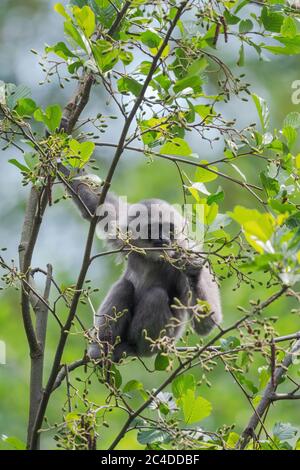 Gibbon argenteo - Hylobates moloch, splendido primate endemico nelle foreste di Giava, Indonesia. Foto Stock