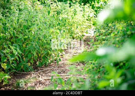 Letto di nettle in un parco di campagna Foto Stock