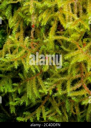 Legno-muschio scintillante (Hylocomium splendens), con spore, UK Foto Stock