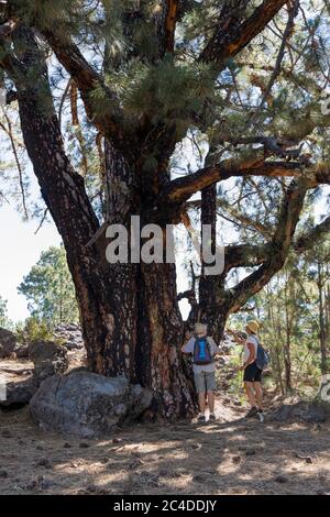 Due donne escursionisti in un vecchio pino delle Canarie, pinus canariensis, Chinyero, Tenerife, Isole Canarie, Spagna Foto Stock