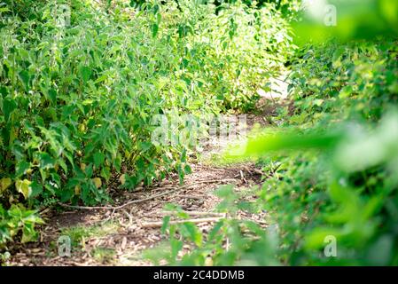 Letto di nettle in un parco di campagna Foto Stock