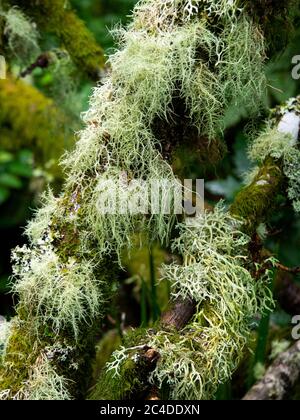 Twotipi di Lichen che crescono su alberi nel bosco di Wistman una quercia su Dartmoor, importante per i mossi e licheni che crescono sugli alberi e Th Foto Stock