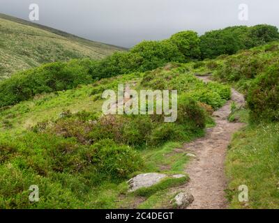 Sentiero per Wistman's Woods, uno dei più alti boschi di quercia in Gran Bretagna, Dartmoor, Devon, Regno Unito Foto Stock