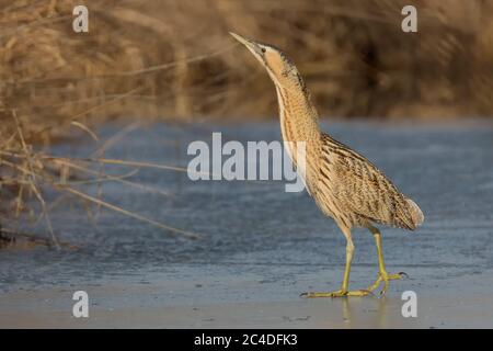 Bittern ( Botaurus stellaris ) Foto Stock