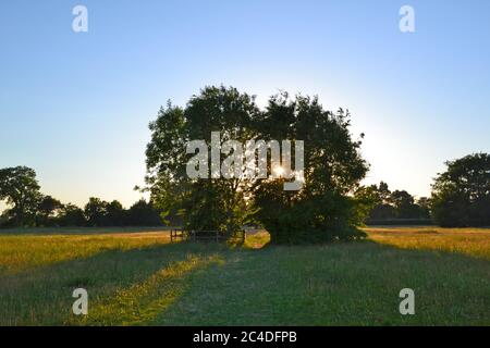 Campo in Downe accanto alla casa di Charles Darwin (Down House), Kent, in estate un'ora prima del tramonto. Percorso va tra due alberi in prato. Onda di calore. Foto Stock