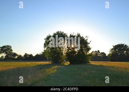 Campo in Downe accanto alla casa di Charles Darwin (Down House), Kent, in estate un'ora prima del tramonto. Percorso va tra due alberi in prato. Onda di calore. Foto Stock