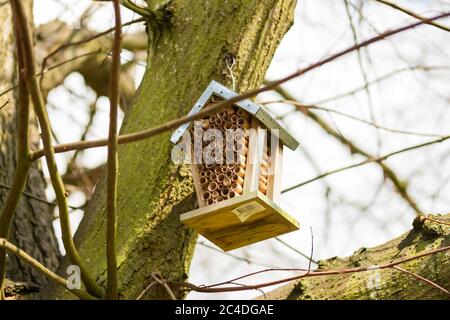 appeso da un alto ramo all'interno di una riserva naturale. Usato per dare ai Beatles una casa e per aiutare i numeri prosperare durante la primavera. Foto Stock