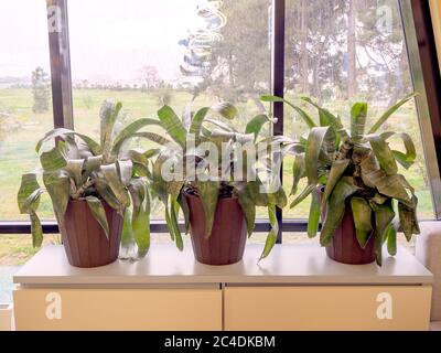 Tre vasi di plastica marrone con piante verdi aechmea stand su un ripiano luminoso vicino alla finestra. Illuminazione calda. Foto clostup Foto Stock