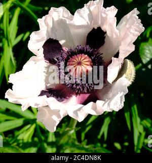 White Poppy, Papaver Royal Wedding, vibrante, attraente pollinatore, orientale, grande fiore, fiore di breve durata, Giardino di campagna, fiore, bellezza. Foto Stock