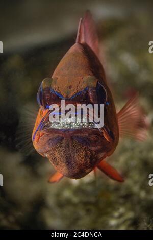 Pesci cardinali con coda ad anello (Ostorhinchus aureus), protezione maschile e incubazione delle uova in bocca. Macro fotografia subacquea da Aniilao, Filippine Foto Stock