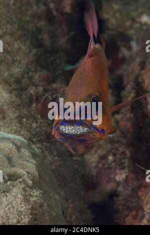 Pesci cardinali con coda ad anello (Ostorhinchus aureus), protezione maschile e incubazione delle uova in bocca. Macro fotografia subacquea da Aniilao, Filippine Foto Stock