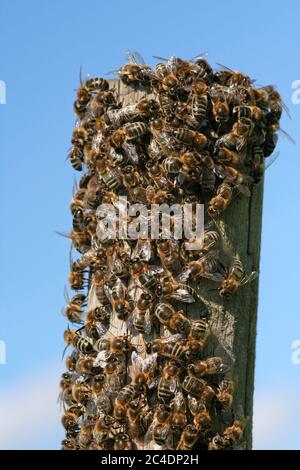 Miele Bee Swame su legno Post Foto Stock