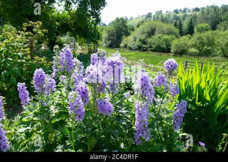 Delfinium blu in fiore in confine erbaceo in giardino estivo soleggiato nel giugno 2020 e paesaggio rurale Carmarthenshire Galles UK KATHY DEWITT Foto Stock