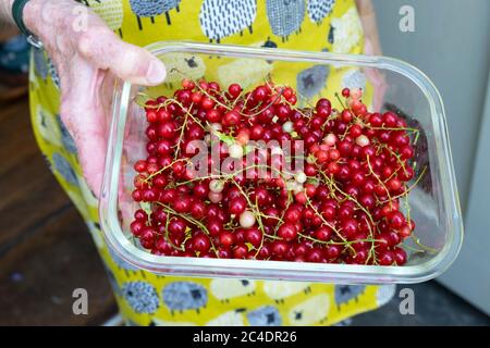 Donna che ha una scatola di plastica di ribes rosso ribes bacche di ribes rosso appena prelevata nel giugno 2020 Carmarthenshire Wales UK KATHY DEWITT Foto Stock