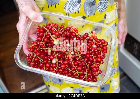 Donna che ha una scatola di plastica di ribes rosso ribes bacche di ribes rosso appena prelevata nel giugno 2020 Carmarthenshire Wales UK KATHY DEWITT Foto Stock