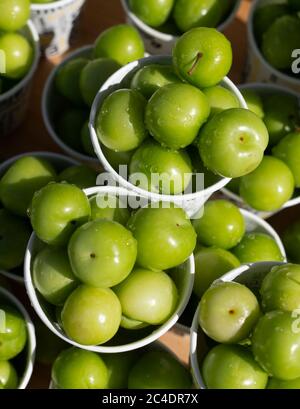 Vista dall'alto di prugne verdi o greengage in tazza di carta in vendita in strada in Turchia, frutti di primavera popolari con un sapore acidulo molto tagliente in Iran Foto Stock