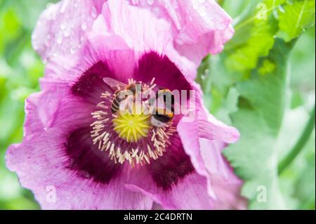 Api in Poppy Blossoms Foto Stock