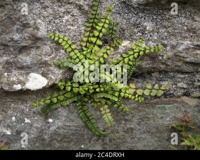 Maidenhair spleenwort che cresce in un muro Foto Stock