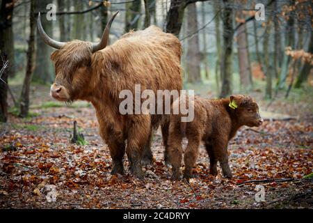 Lyme Park estate Disley, Cheshire Highland bestiame e bambino vitello Foto Stock